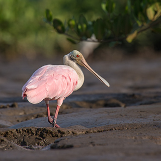 Tarcoles river - Roseate spoonbill